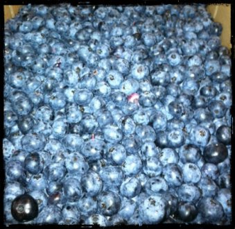blueberries2r