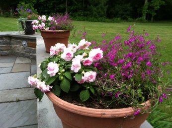 annuals in pots