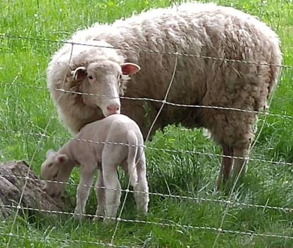 new baby lamb