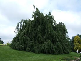weeping beech